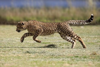 Cheetah (Acinonyx jubatus), subadult, half-grown young, hunting, running, running, Western Cape,