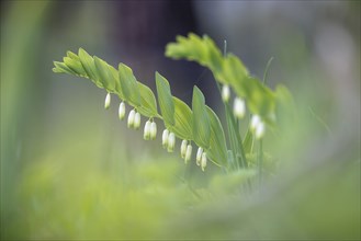 Angular Solomon's seal (Polygonatum odoratum) and grass in a green, spring-like environment,