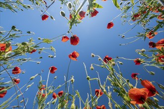 Bottom view of the red poppies and blue sky. Summer poppy field