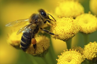 ?lose-up bee on yellow flower collects nectar