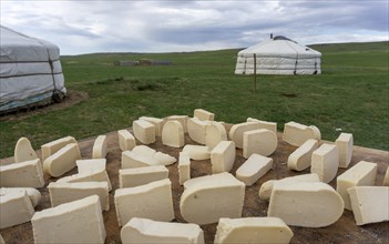 Mongolian dairy product Aaruul or Gurt made from drained sour milk drying with typical ger in