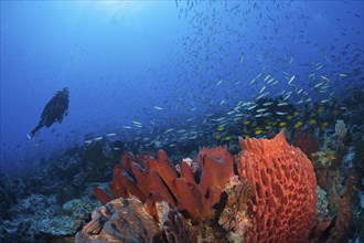 Various sponges on the reef, Kai Islands, Moluccas, Indonesia, Asia