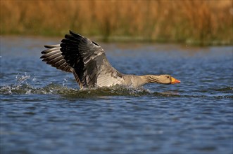 Greylag goose attacking. Greylag Goose attacking