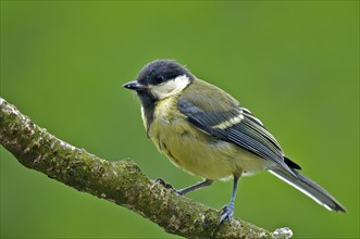 Great tit on a perch. Perched Great Tit