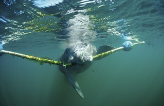 Round-tailed manatee nibbling on dew, Trichechus manatus latirostris, USA, Florida, FL, Crystal