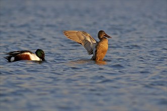 Pair of the Northern Shoveler greeting the first sunlight. Pair of the Northern Shoveler greeting