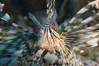 Lionfish, Pterois volitans, Safaga, Red Sea, Egypt, Africa