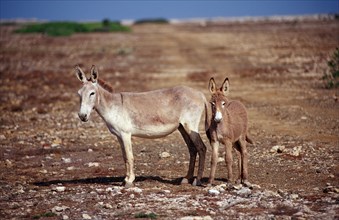 Wild donkeys, Netherlands Antilles, Bonaire