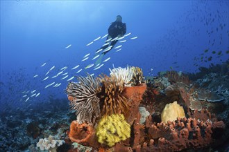 Diver over coral reef, Kai Islands, Moluccas, Indonesia, Asia