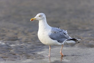 Herring Gull (Larus argentatus) on the beach of Juist, East Frisian Islands, Germany, Europe