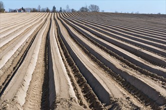 Smooth the ruts of ploughed land, ploughed furrows in the ground