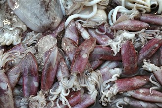 Raw squid on the market, background