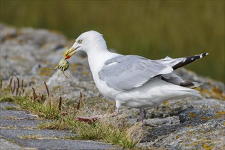 Herring Gull (Larus argentatus) eating a crab in the harbour of Juist, East Frisian Islands,