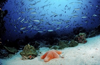 Shoal of neon fusiliers and cushion starfish, Pterocaesio tile, Choriaster granulatus, Maldives,