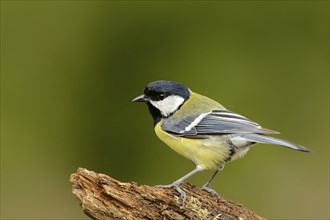 Great Tit on twig