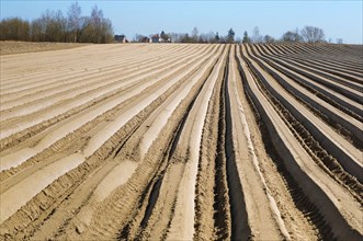 Plowed field in spring, smooth furrows of agricultural land