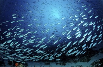 Shoal of yellow-striped fusiliers, Caesio caerulaurea, Maldives, Indian Ocean, Meemu Atoll, Asia