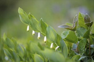 Angular Solomon's seal (Polygonatum odoratum) and grass in a green, spring-like environment,