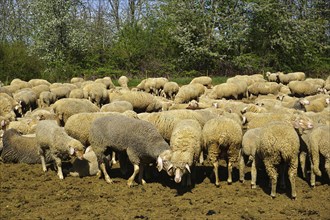 Flock of sheep on the Swabian Alb, Baden-Württemberg, Germany, Flock of sheep on the Swabian Alb,