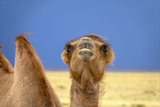 Bactrian camel portrait in steppe under storm sky, Mongolia, Asia