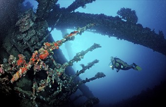 Diver on the Umbria shipwreck, Sudan, Africa, Red Sea, Wingate Reef, Africa