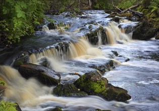 Waterfall on a forest stream among stones and trees, Karelia, north of Russia, long exposure