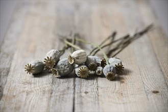 Dried poppy seed heads on wooden table