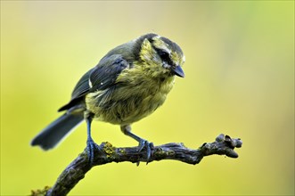 Juvenile Blue Tit on perch