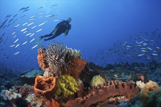 Various sponges on the reef, Kai Islands, Moluccas, Indonesia, Asia