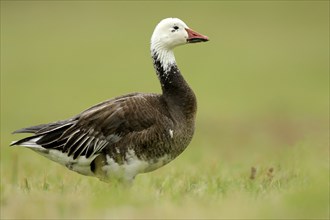 Blue morph, dark morph of the Snow Goose. Snow Goose, blue morph