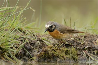 Male Common Redstart at a drinking pool