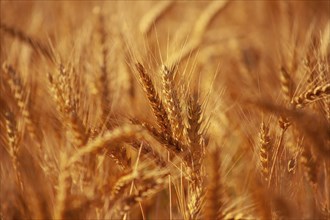 Blurred ripe ears of wheat, orange field of grain in the light of the evening sun at sunset