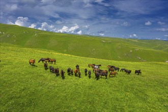 Aerial view of herd of horses grazing on slope meadow in summer. Caucasus montains