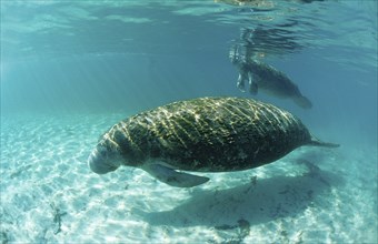 Round-tailed manatee, mother and calf, Trichechus manatus latirostris, USA, Florida, FL, Crystal