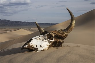 Bull skull in the sand desert at sunset. Death concept