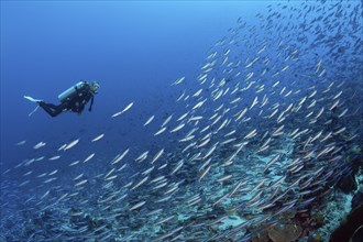 Swarm of neon fusiliers, Pterocaesio tile, Kai Islands, Moluccas, Indonesia, Asia