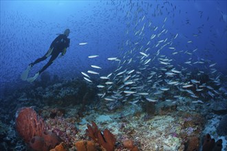 Swarm of neon fusiliers, Pterocaesio tile, Kai Islands, Moluccas, Indonesia, Asia