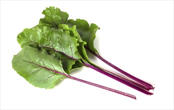 Beetroot leaves isolated on a white background. Greens for salad and decoration of dishes