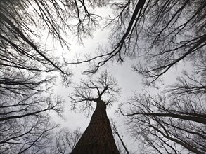 Winter tree crowns. Branches on a white background