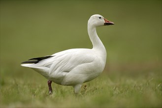 White morph snow goose. White Morph Snow Goose