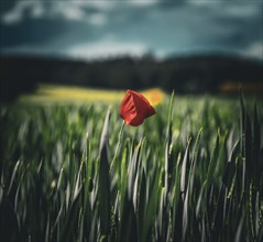 Single poppy flower in the field