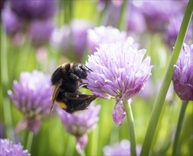 Bumblebee on chive blossom