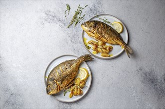 Grilled sea bream or dorada on gray plate. Gray background