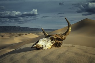 Bull skull in the sand desert at sunset. Death concept