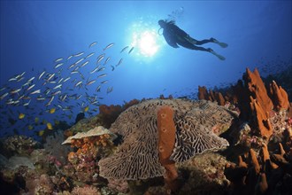 Coral reef with lettuce coral, Pectinia lactuca, Kai Islands, Moluccas, Indonesia, Asia