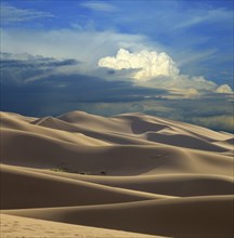 Landscape of the sand dunes in Gobi Desert at sunset, Mongolia, Asia