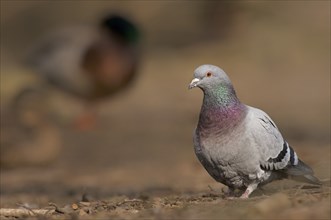 City pigeon (Columba livia f. domestica)