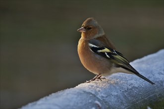 Male Common Chaffinch in morning sun, winter. Male Common Chaffinch in morning sun. Winter