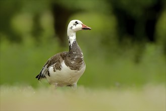 Blue, dark morph of the Snow Goose. Blue Morph of the Snow Goose