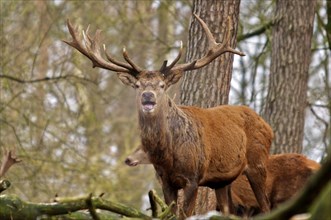 Red Deer in the forest. Red Deer in the forrest